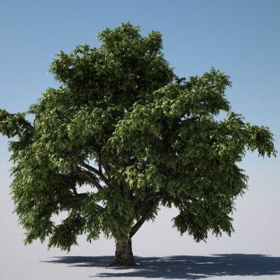 FORESTER TREE LIBRARY - 3DQUAKERS