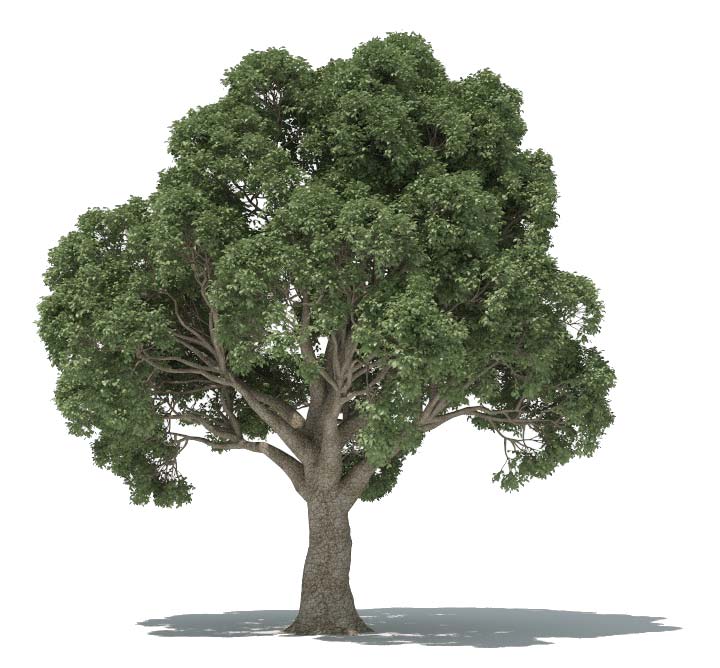 Forester Oak Tree